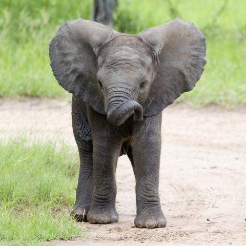 african-elephant-calf