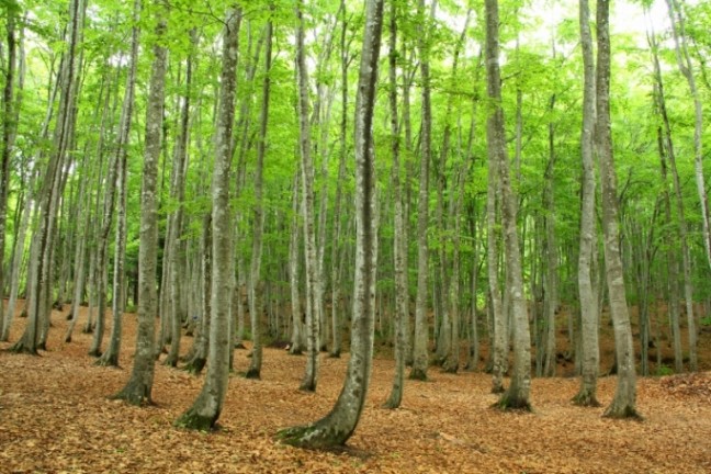 bijinbayashi_kyororo_682