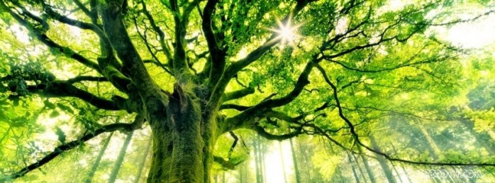 green-aged-tree-in-sunshine-facebook-cover