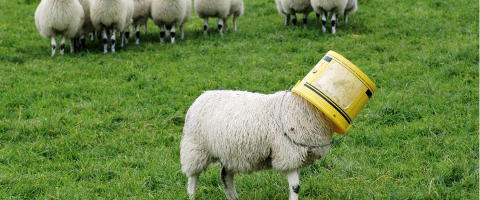 Sheep Gets A Bucket Stuck On Its Head