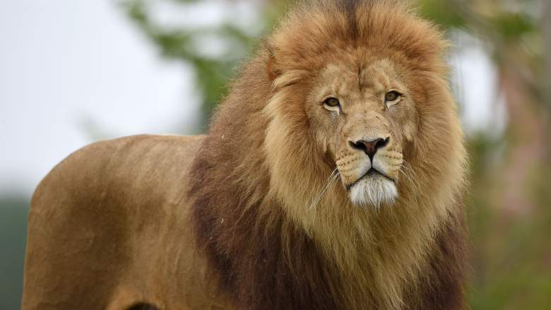 Dieses Bild hat ein leeres alt-Attribut; sein Dateiname ist gettyimages-800103882-e1502372130913.jpg.